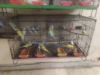 Australian  Parrots Breeder pairs for sale  03175389355