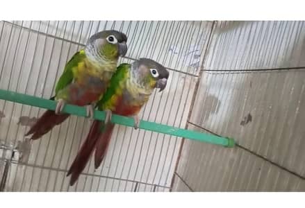 green chick pair