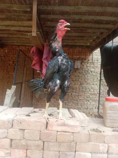 aseel murga