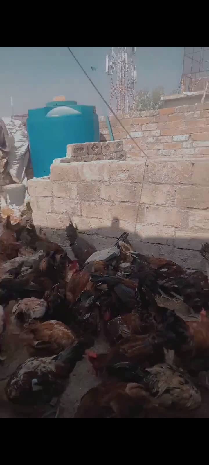 Desi murga 0