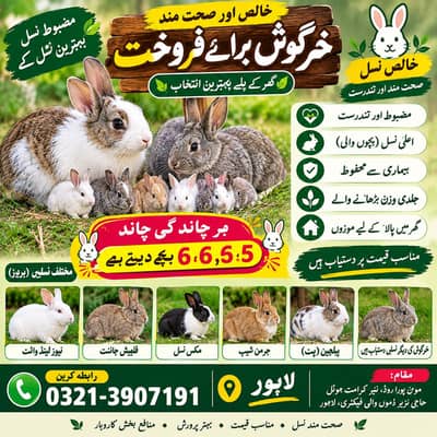 ہمارے ہاں ہر قسم کے خرگوش دستیاب ہے