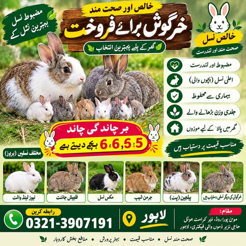 ہمارے ہاں ہر قسم کے خرگوش دستیاب ہے 0