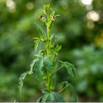 Ready-to-Fruit Chilli Plant with Flowers + Proven Fruiting Okra Plant