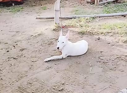 pure gultair female for sale in mandibhaudin city