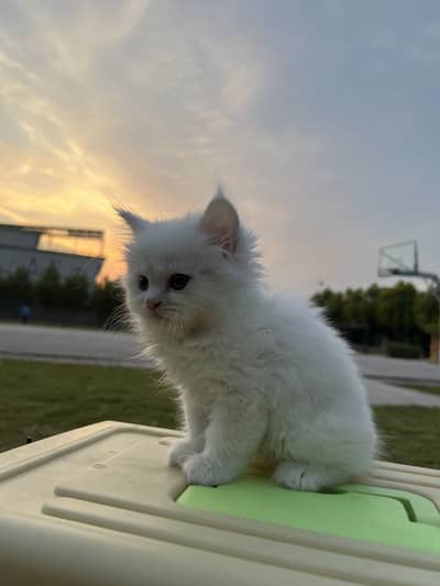 Persian kitten home breed