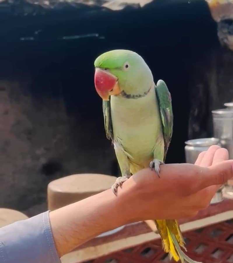 Raw parrot - Parrots - 1120999704