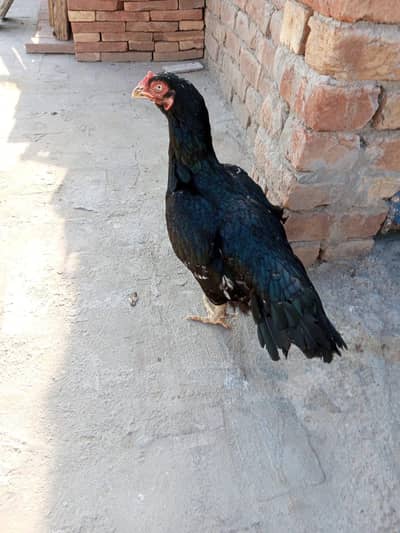 aseel lasani breed murghi