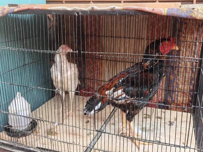 Quality aseel pair for sale