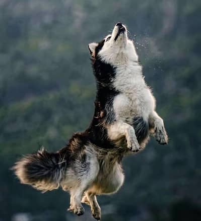 Husky wooly coat for stud