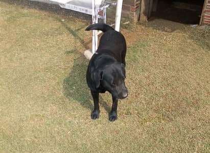 pedigret Labrador for sale