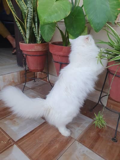 persion cat urgent sale