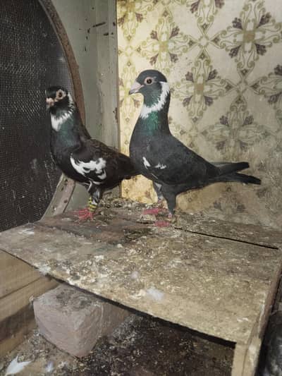 breeder pair with 1 check