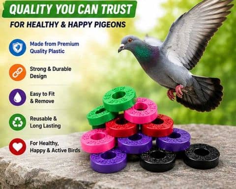 Pigeon 0