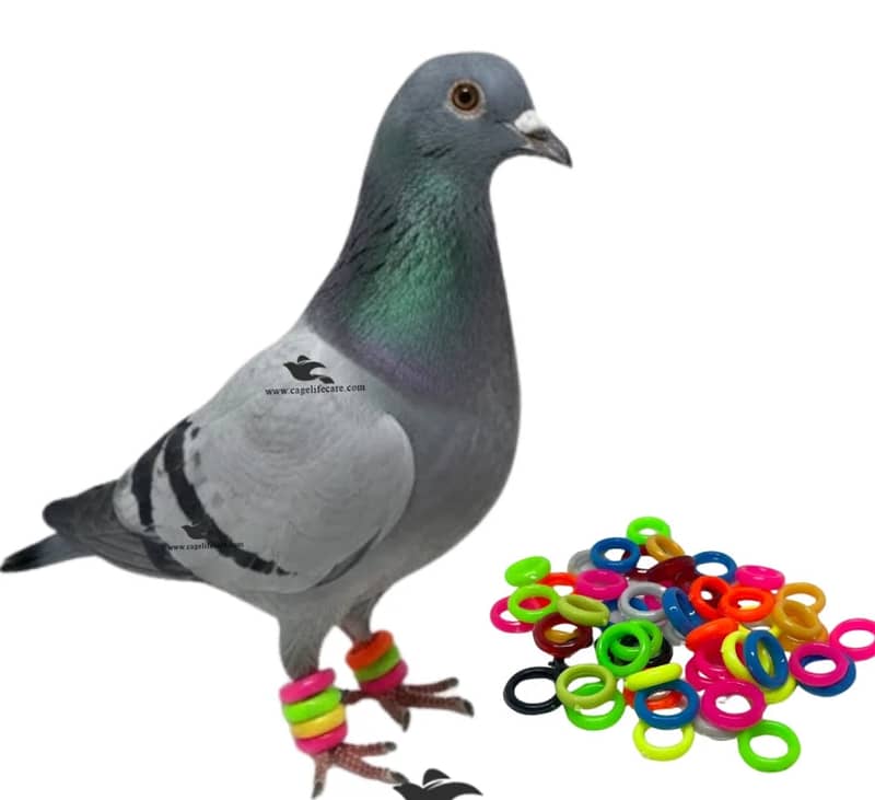 Pigeon 1