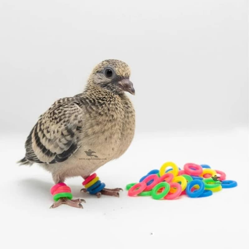 Pigeon 2