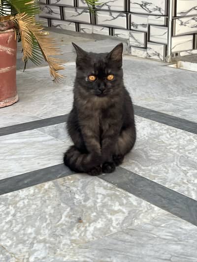 Meow cat ‍