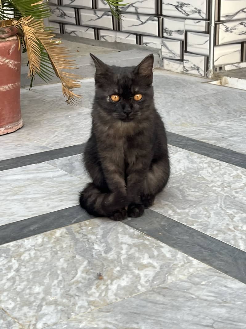 Meow cat ‍ 0