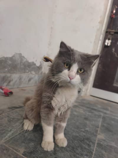 mashallah bht piyara billa h . or bht active h