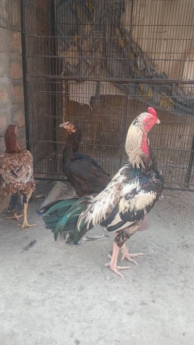 1 Aseel breeder  murga and 2 Aseel hens eggs laying