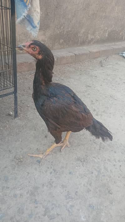 2 Aseel hens eggs laying& Aseel pathay