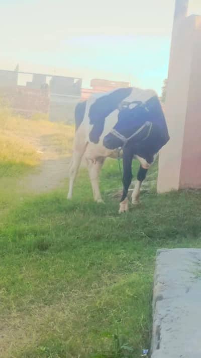 Australian cross cow