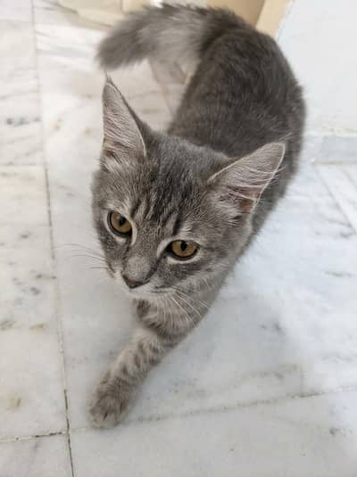 Beautiful Long Hair Grey Kitten for Sale