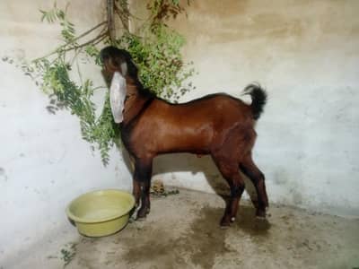 goats for sale