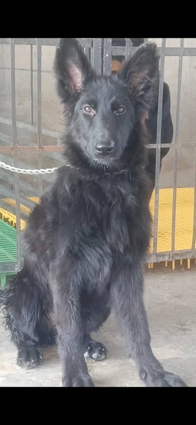 german shepherd female available