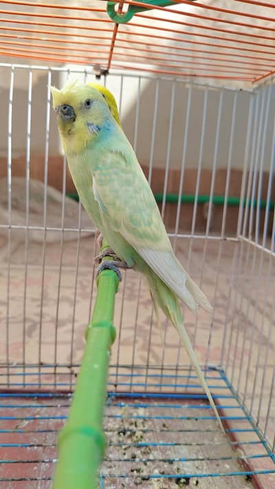 rembo crysted  bridar Male beautiful color
