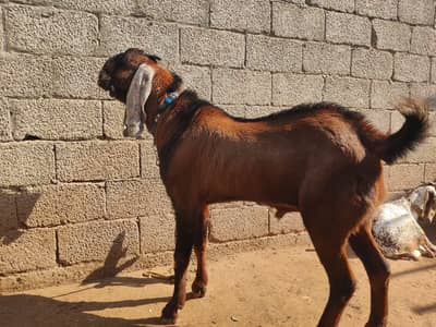 goats for sale