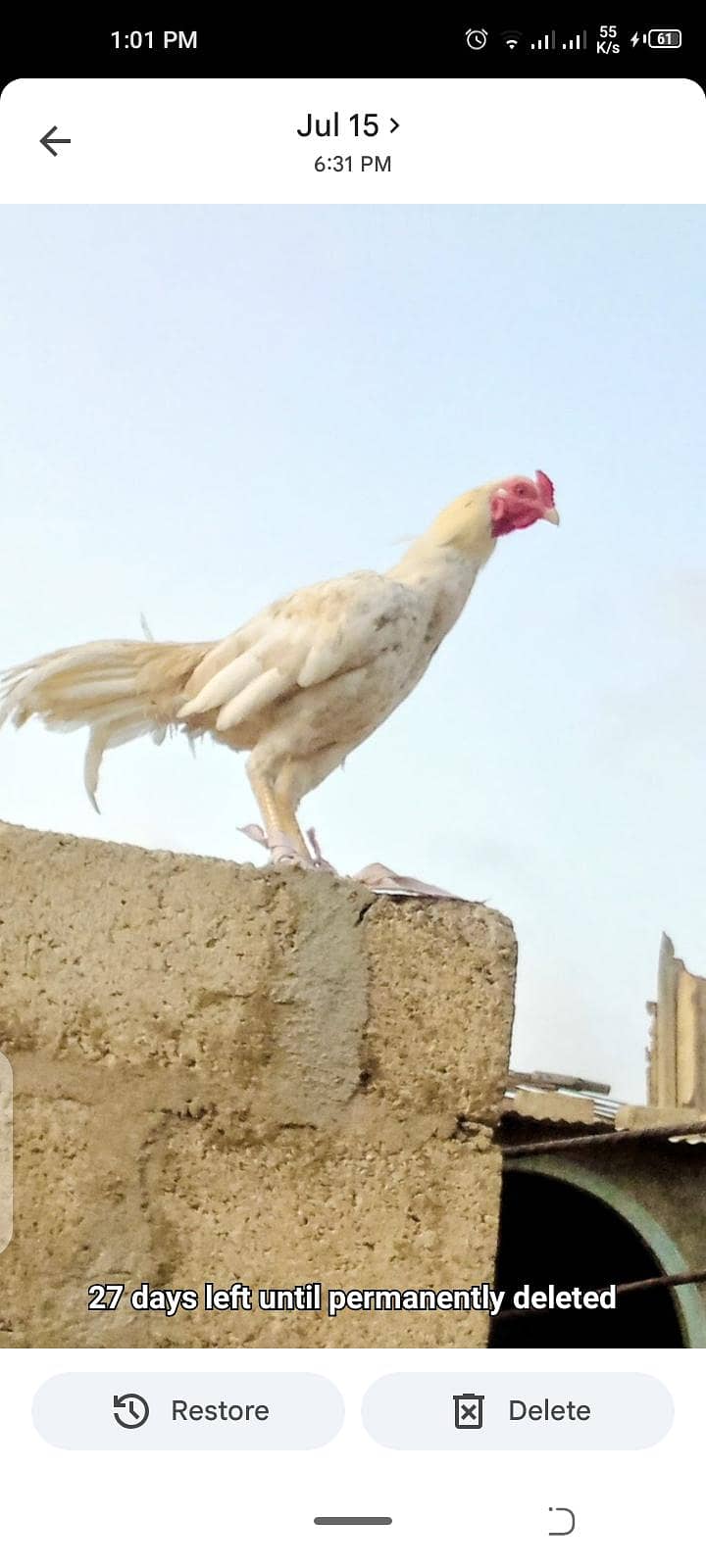 murga 1