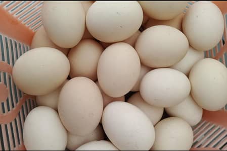 Australorp eggs for sale