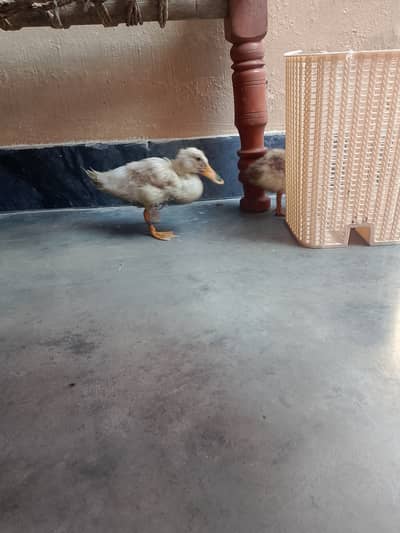 Pairs of Ducks