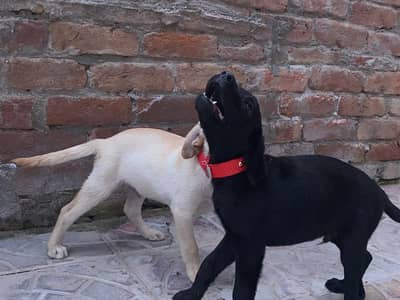 lebra dog
