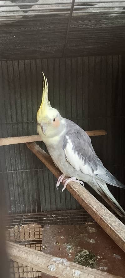 Cocktail female