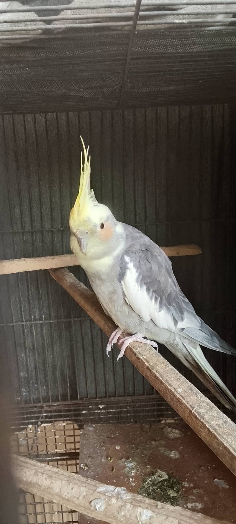 Cocktail female - Parrots - 1121000573