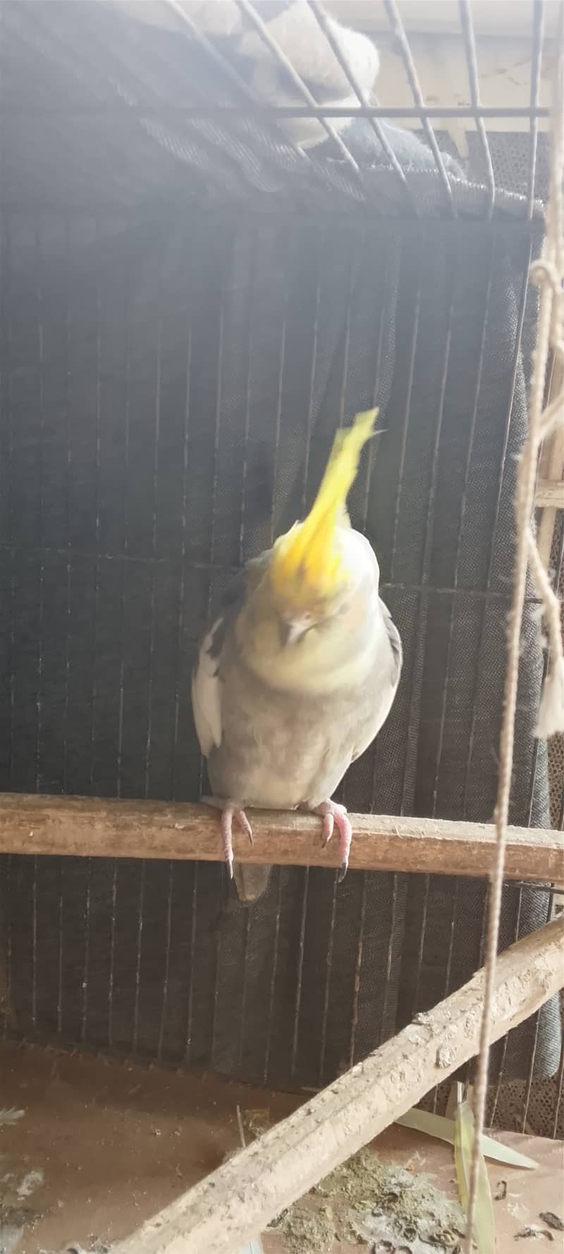Cocktail female - Parrots - 1121000573