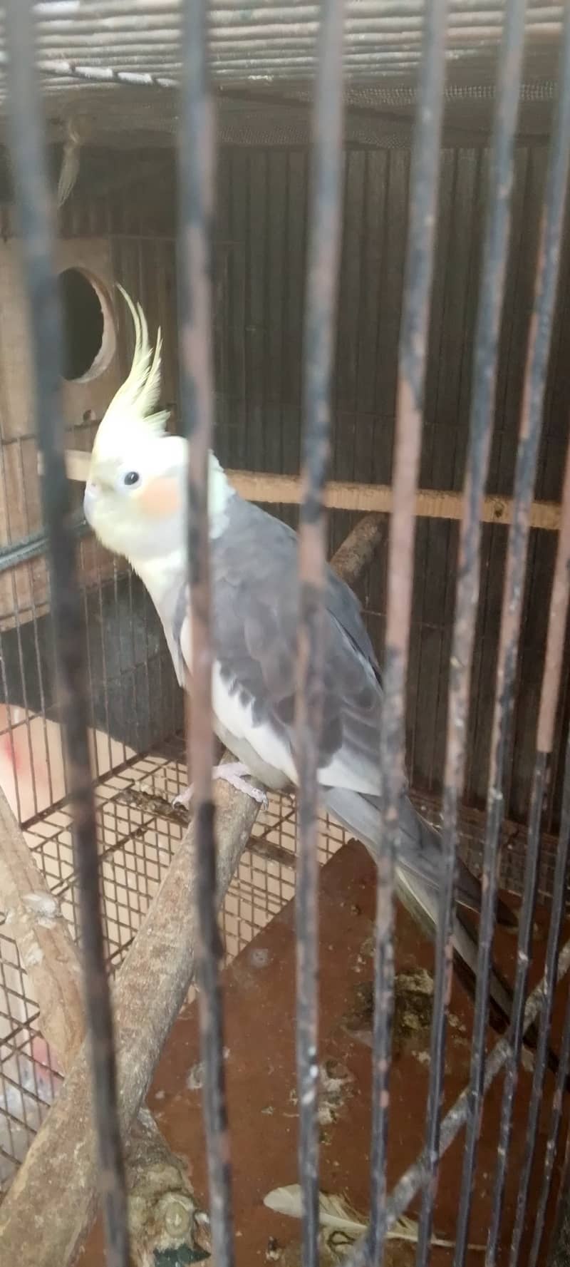 Cocktail female - Parrots - 1121000573