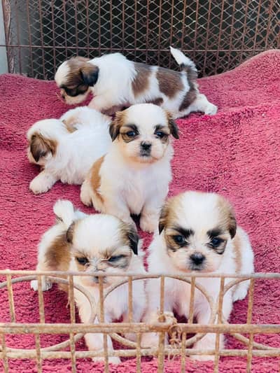Top Quality Shihtzu Puppies