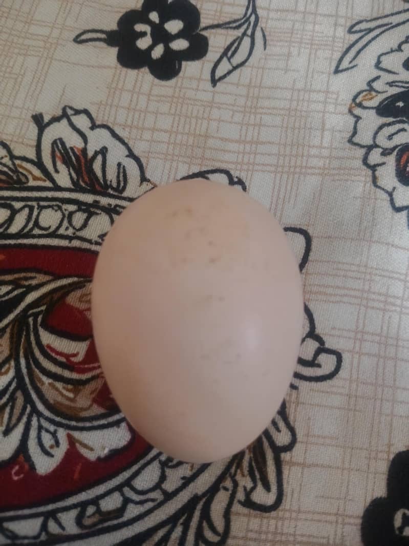 black dragon  eggs 0