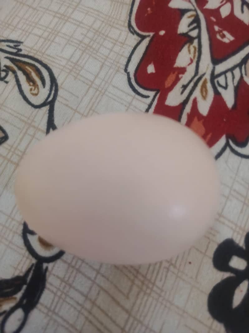 black dragon  eggs 1