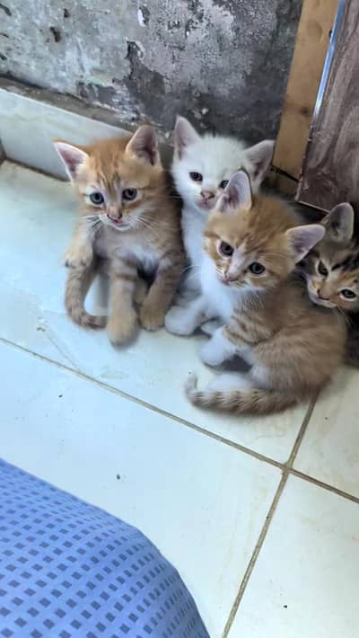 Persian Kitten available 5