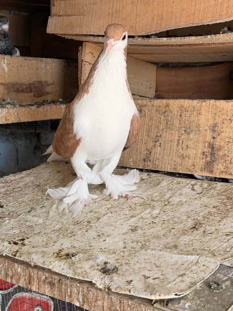 Fancy pigeon. 0
