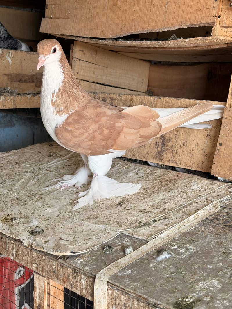 Fancy pigeon. 1