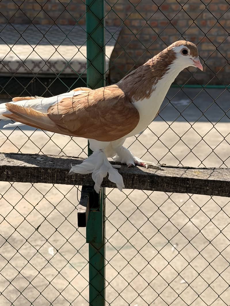 Fancy pigeon. 3