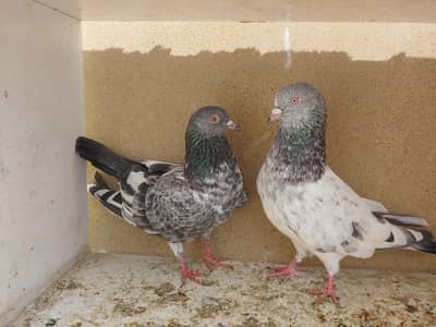 pair for sale.