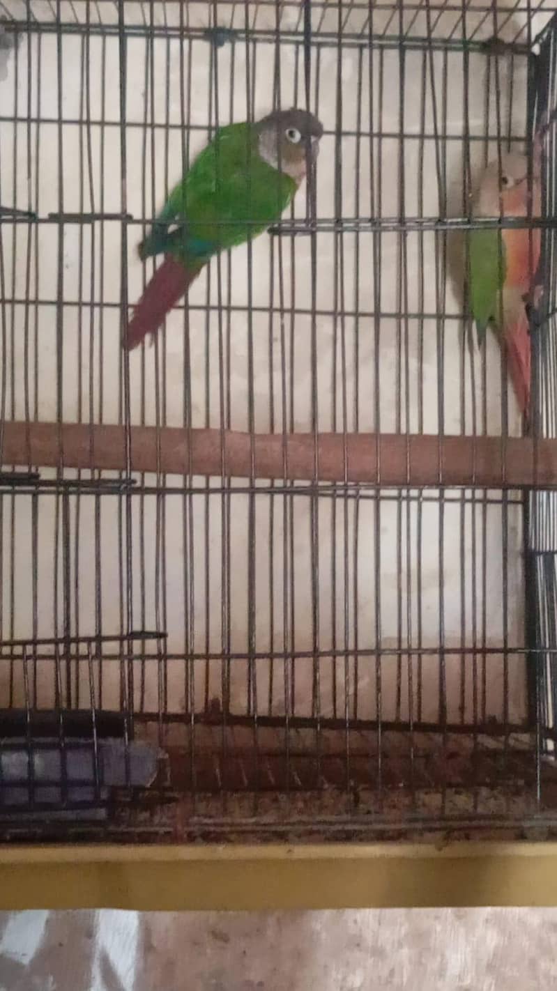 green conure 0