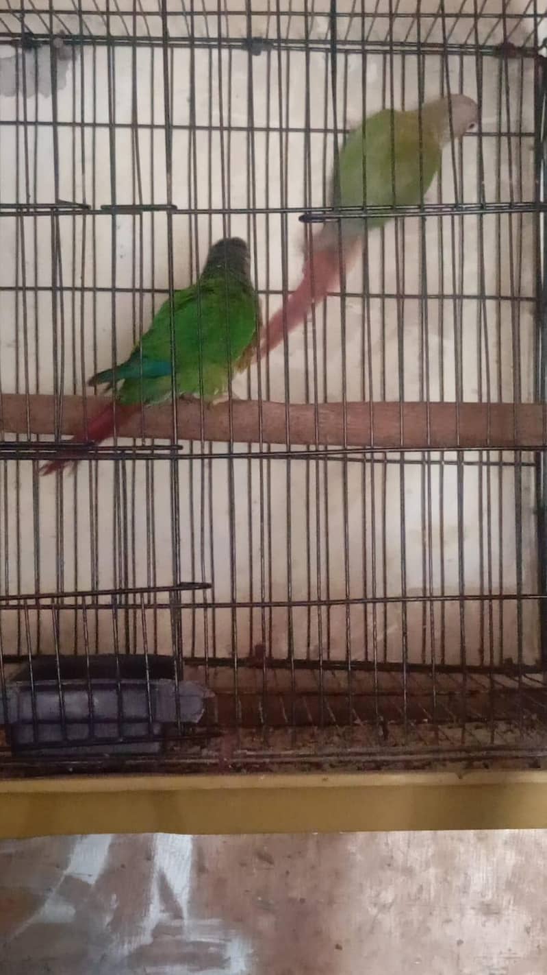 green conure 1
