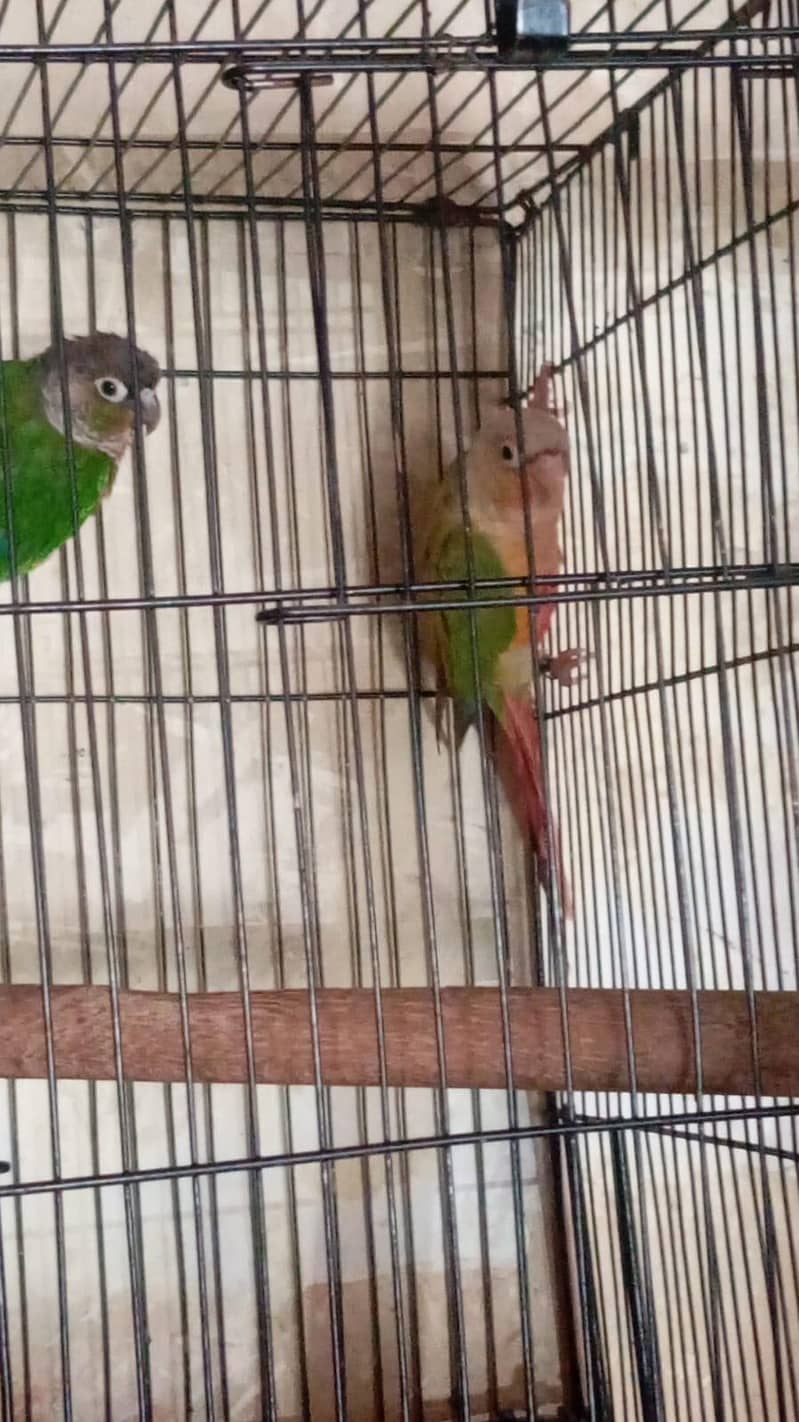 green conure 2