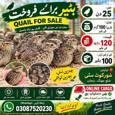 Quail Birds for Sale | Healthy Batair Available
